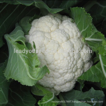 CF38 Mingzhu 100 days f1 hybrid later maturity white cauliflower seeds of vegetable seeds